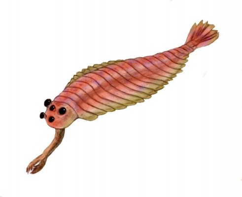 Opabinia