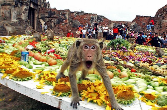 Monkeybuffet1 560x370