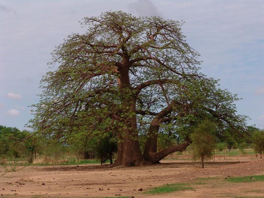 baobab 533x400
