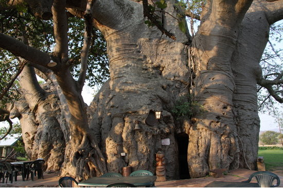 baobab tree bar