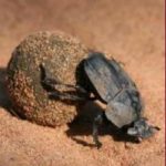 Top 10 Strangest Animal Behaviors