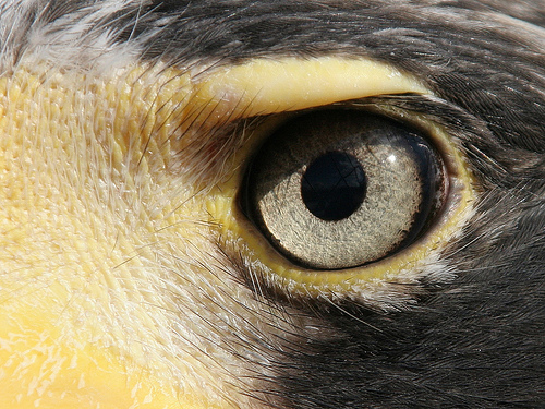 Eye Anatomy and Structure - Eyesight of the Bald Eagle