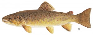 female brown trout 300x114