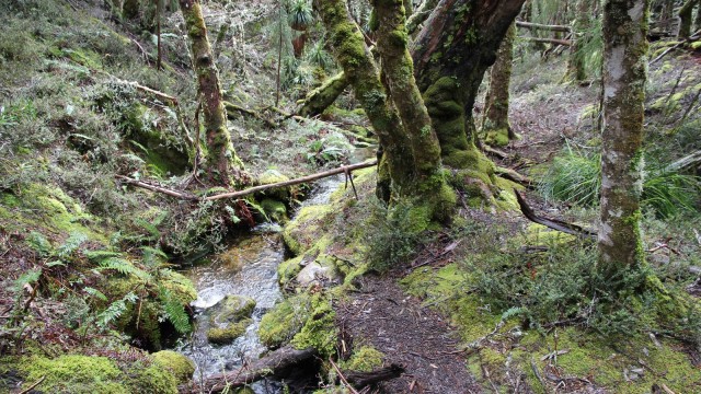 Wet-Forest