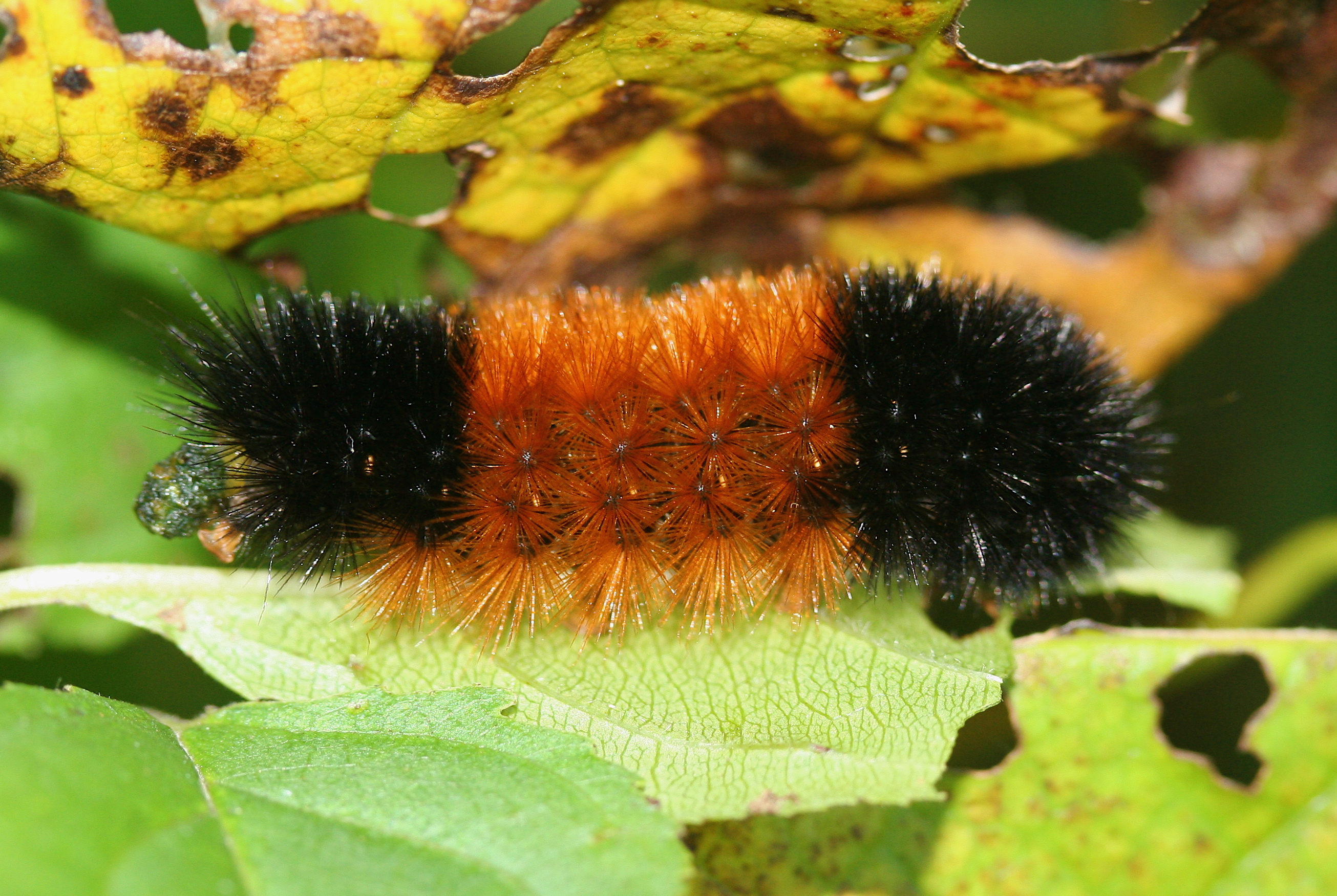 large caterpillar teddy