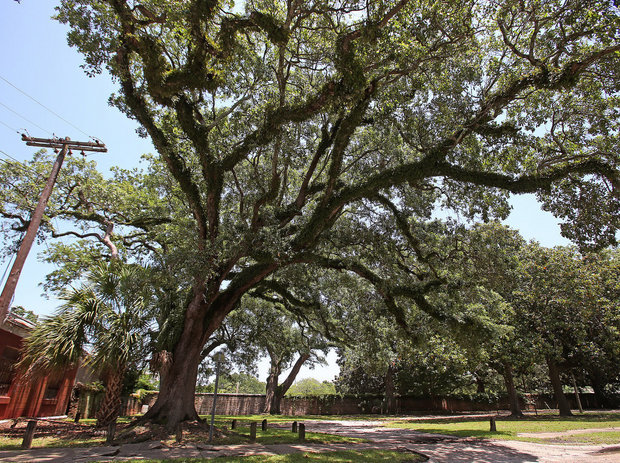 boyington-oak-tree