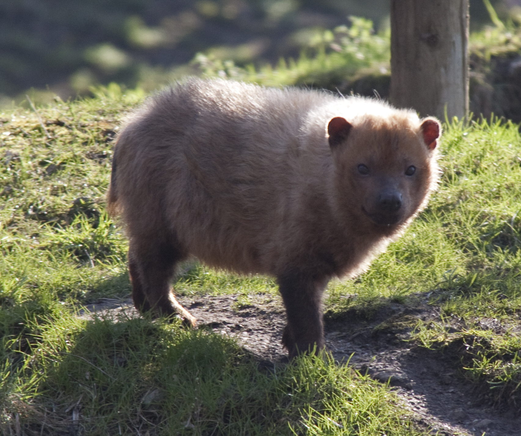 bush dog wild canines african wolf maned american south toptenz canidae introduction relative closest