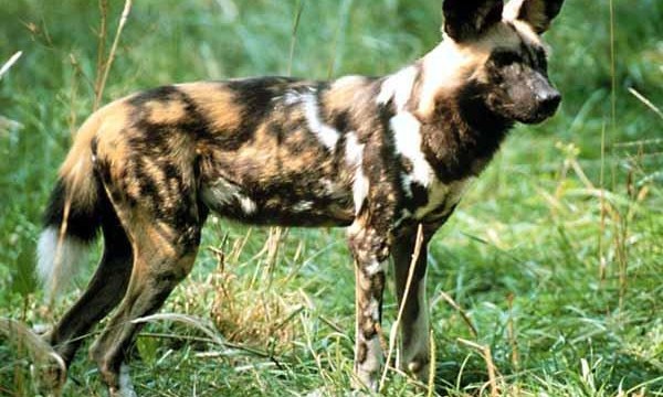 african-wild-dog