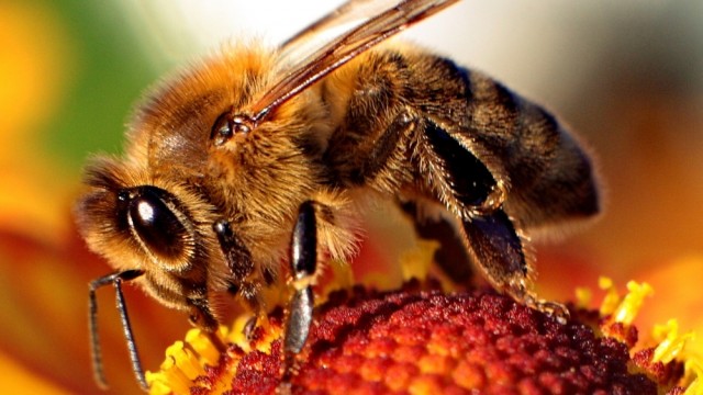 Bee