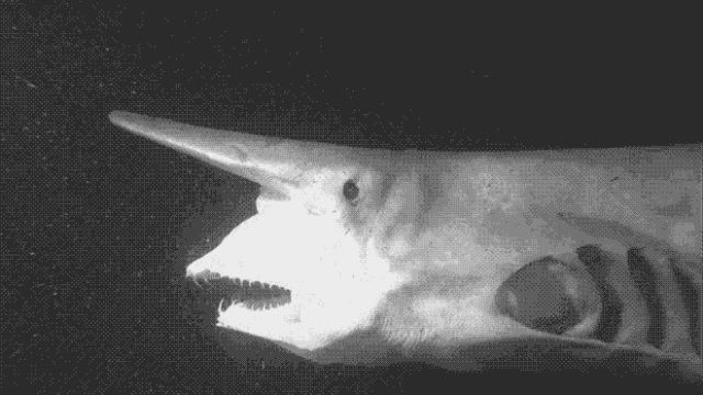 crazy-shark