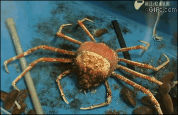 Top 10 Animated GIFs of Sea Creatures Straight from Science Fiction