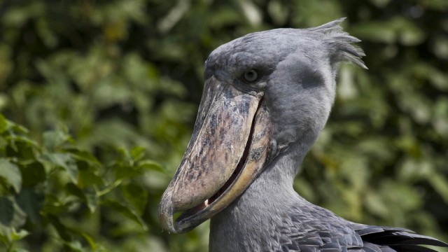 birdbills1