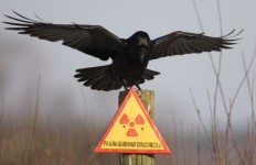 A raven stretches its wings as it sits on a post inside the exclusion zone around the Chernobyl nuclear reactor near the village of Babchin