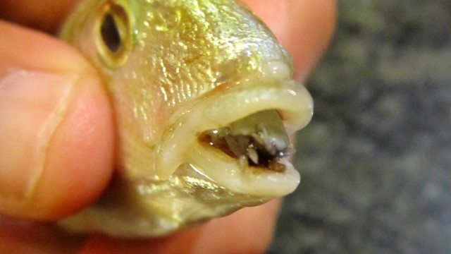 nastyparasites2