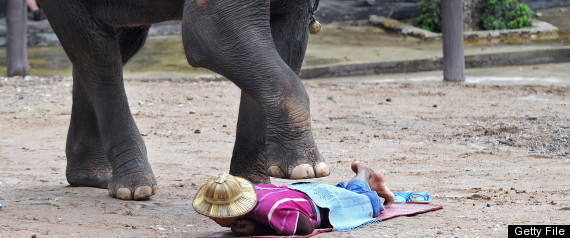 elephant-death