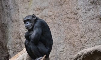 10 Reasons Zoos Are Bad for the Planet