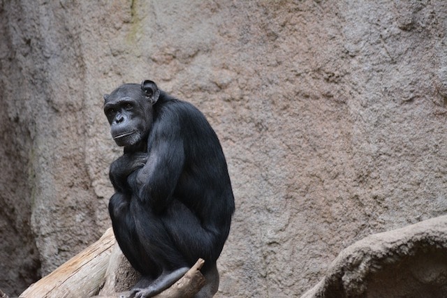10 Reasons Zoos Are Bad for the Planet - Toptenz.net