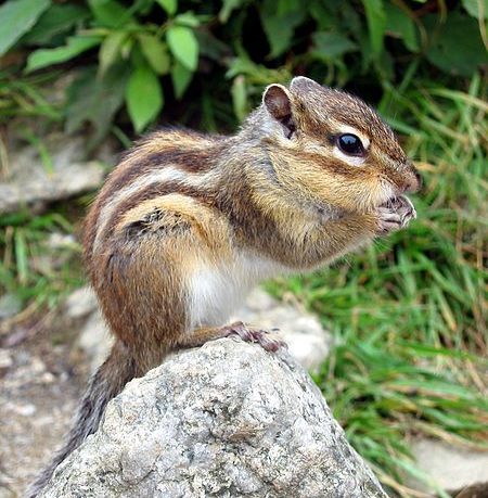 Top 10 Cute, But Deadly Animals Top 10 Cute, But Deadly Animals