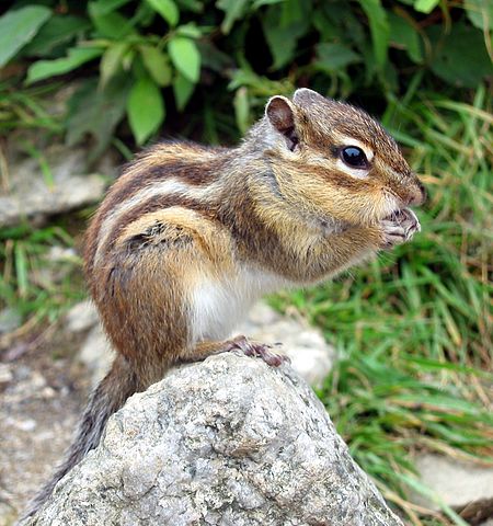 Siberian Chipmunk photographed on the mountain, South Korea (Seoraksan)