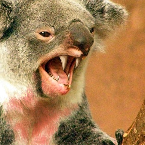 Top 10 Australian Creatures &