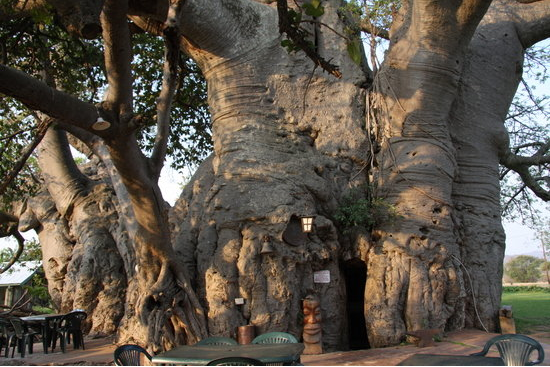 baobab-tree-bar