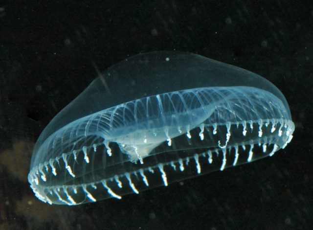 Aequorea jellyfish