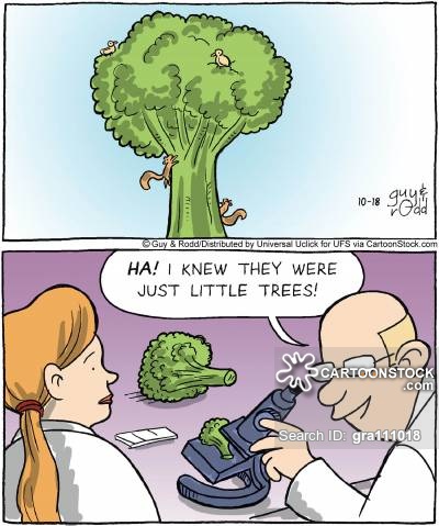 'Ha! I knew they were just little trees!'
