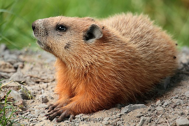 Top 10 Famous Animals in History Top 10 Famous Animals in History