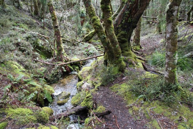 Wet-Forest