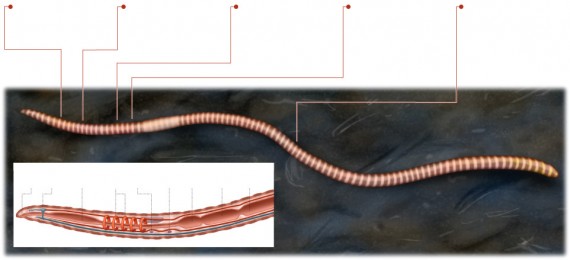 earthworm-regeneration