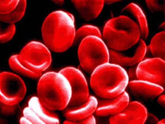 red-blood-cells