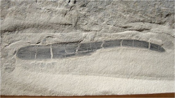 worm-fossil