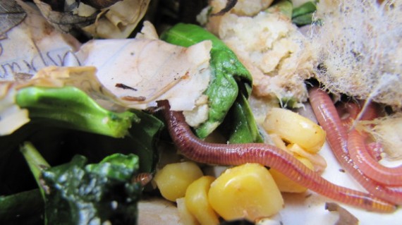 worms-food-scraps
