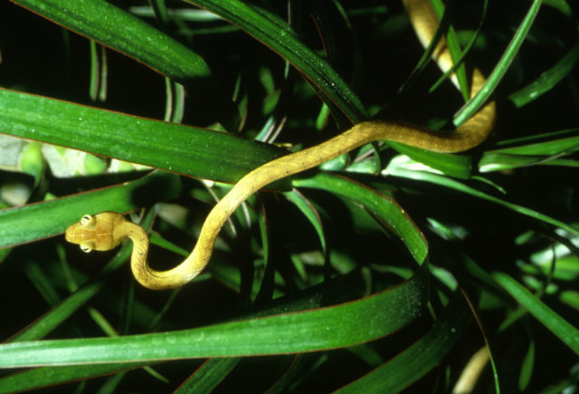 Brown-tree-snake
