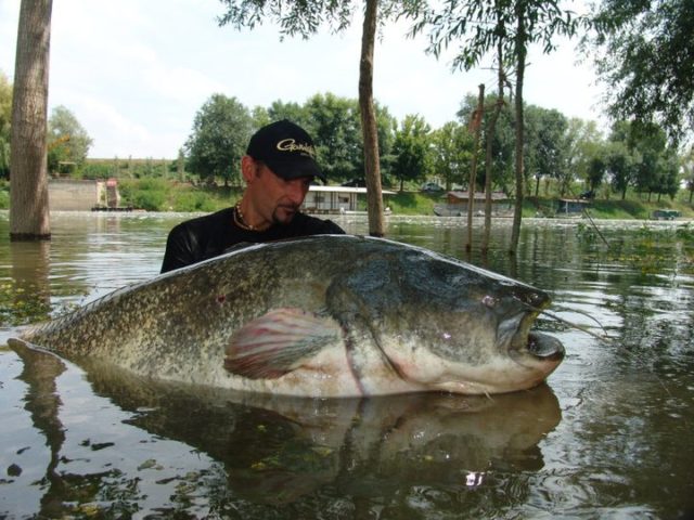 European-Catfish