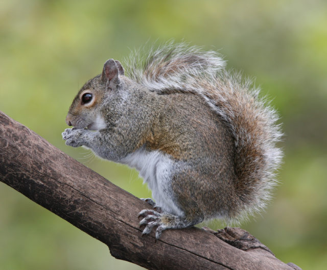 Grey-Squirrel