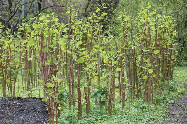 Japanese-knotweed