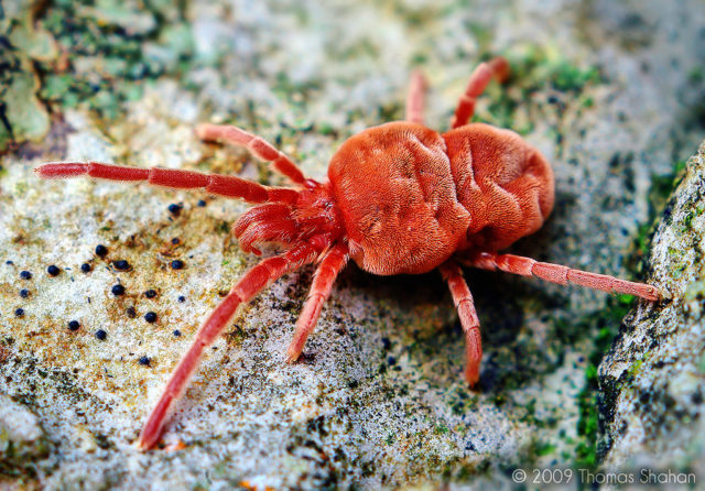 Red-Velvet-Mite