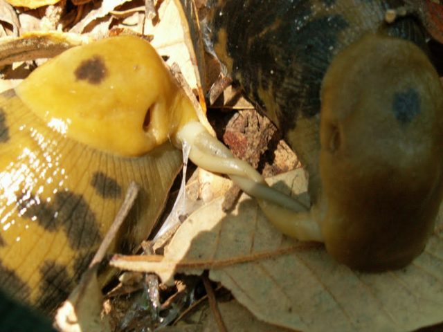 banana-slugs-mating