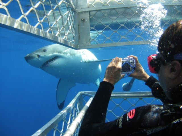 shark-tourism
