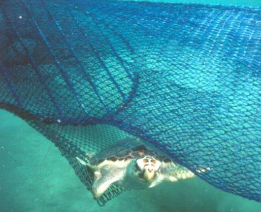 ted-turtle
