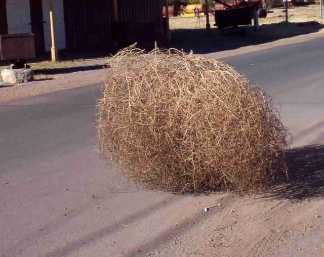 tumbleweed