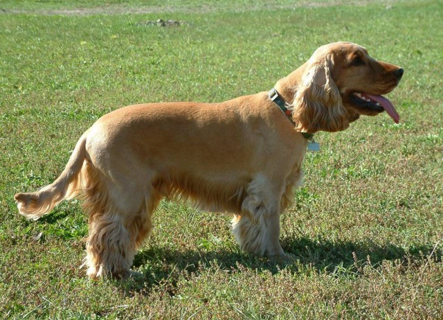 Cocker-Spaniel