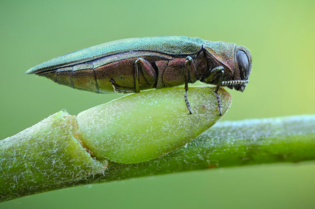 Splendor-Beetle