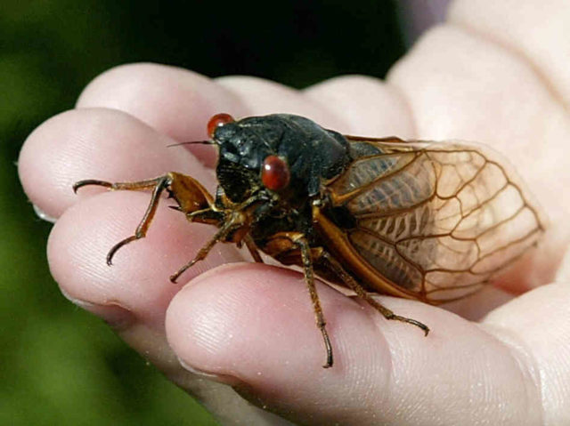cicada