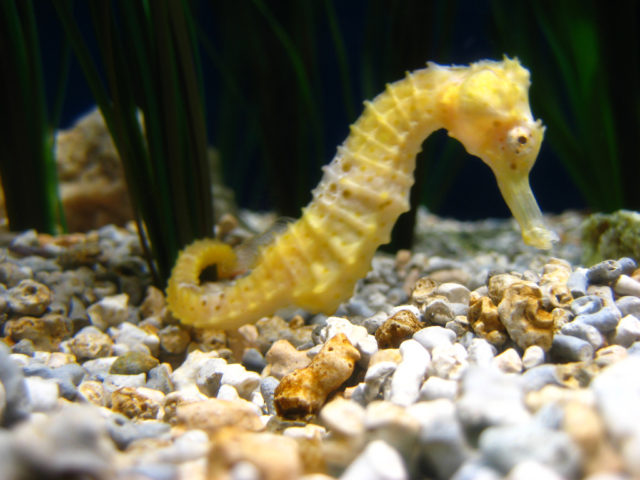 dwarf-seahorse