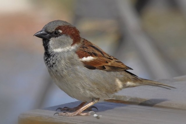 house-sparrow