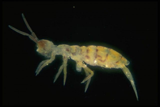 springtail