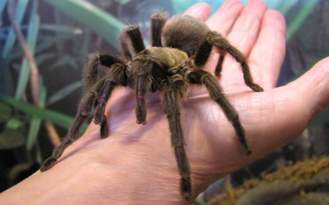 tarantula