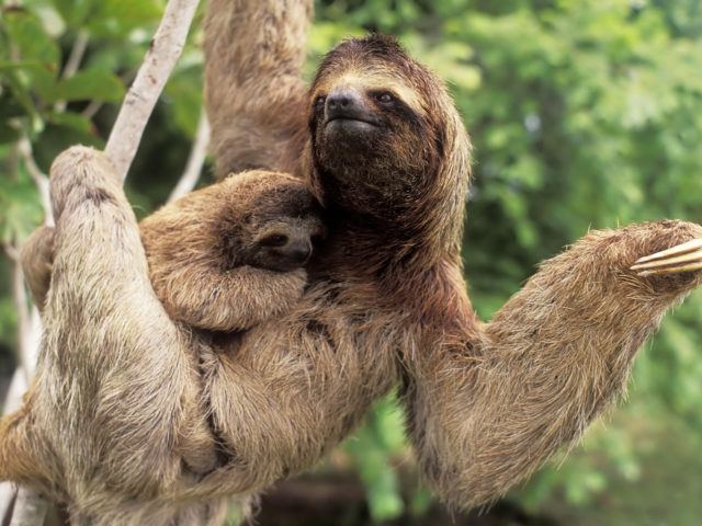 three-toed-sloth